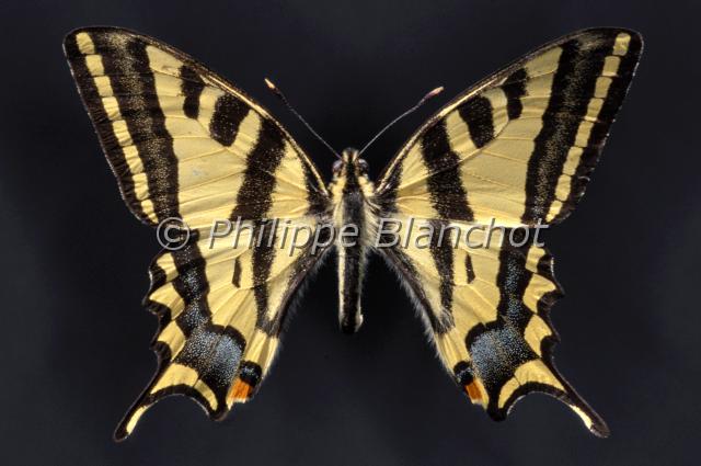 papilio alexanor.JPG - Papilio alexanorAlexanorYellow Swallowtail butterflyLepidoptera, PapilionidaePapillon protégé en France